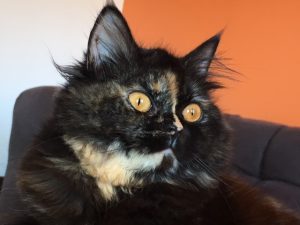 british longhair rainbow