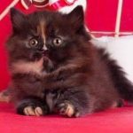 british longhair black tortie raimbow
