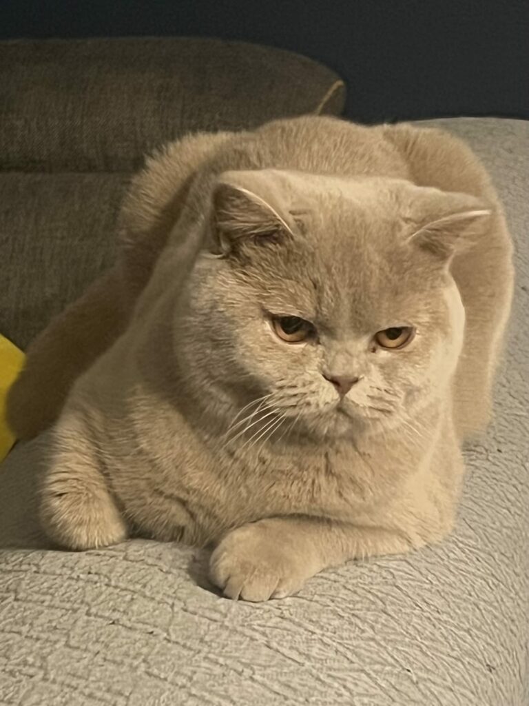 Photo de Kobe - British Shorthair