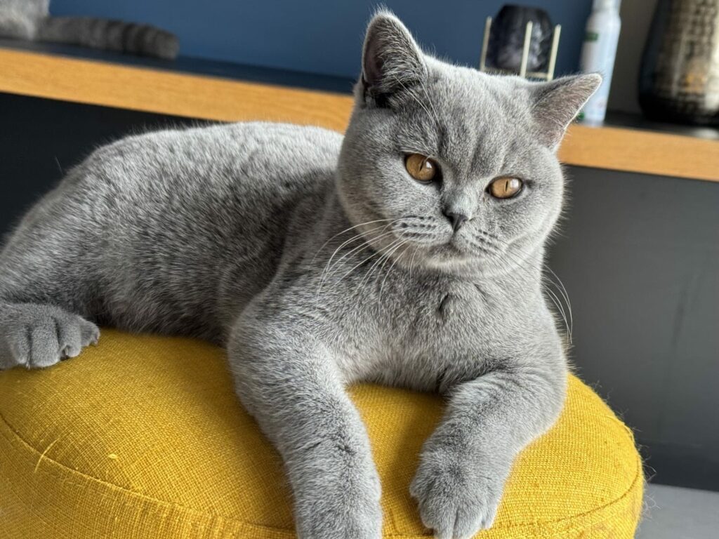 Photo Abba Shorthair Bleu