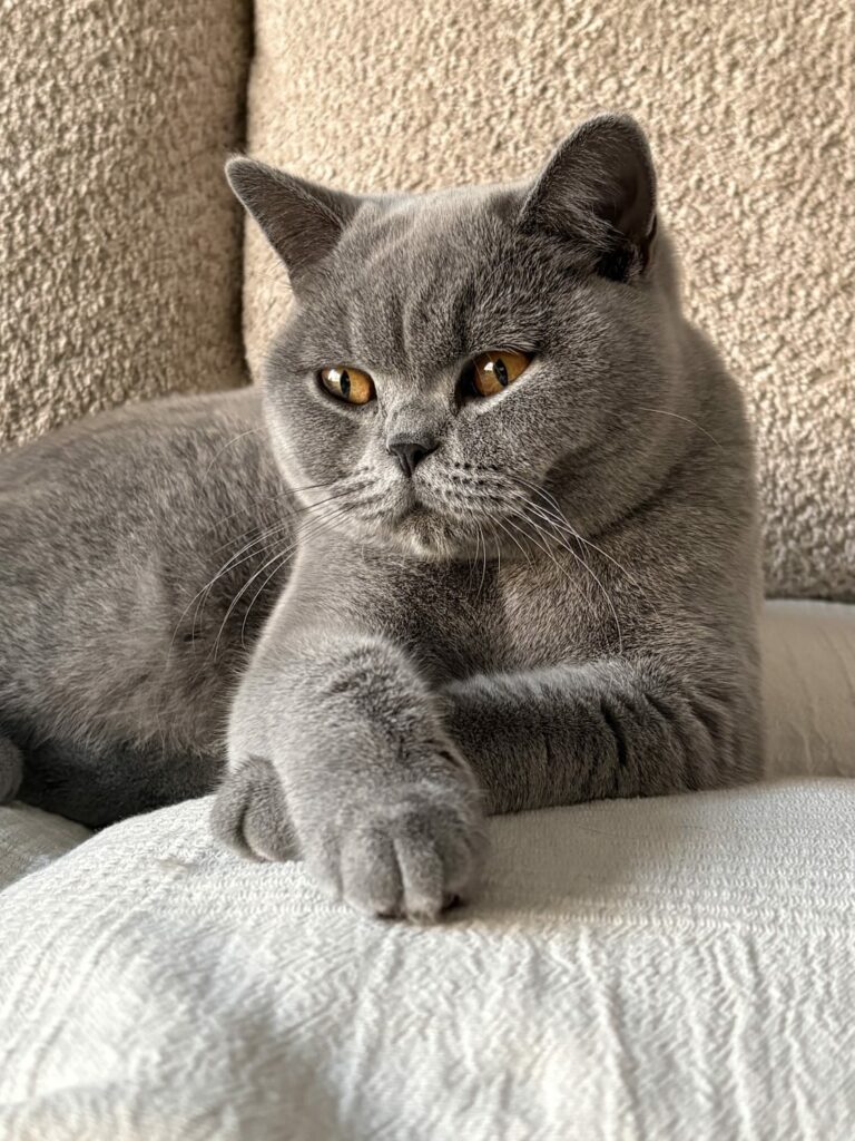 Photo Abba British Shorthair