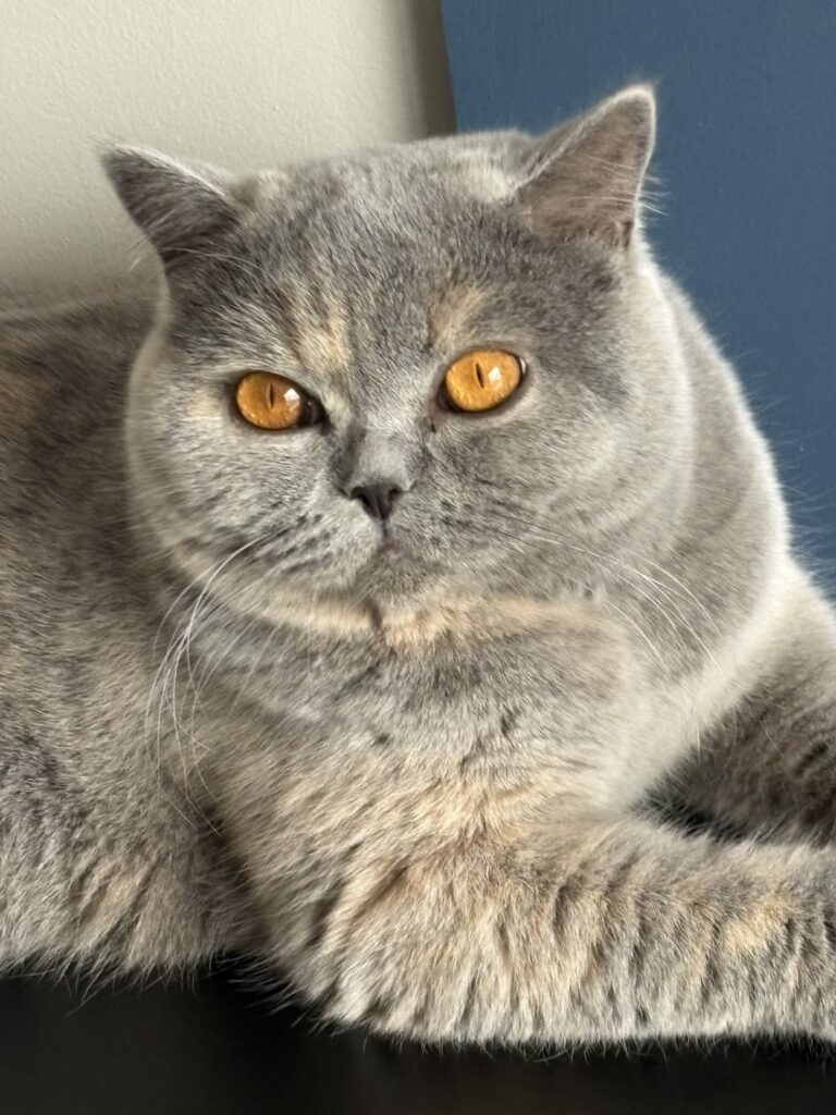 Photo Apple Pie British Shorthair
