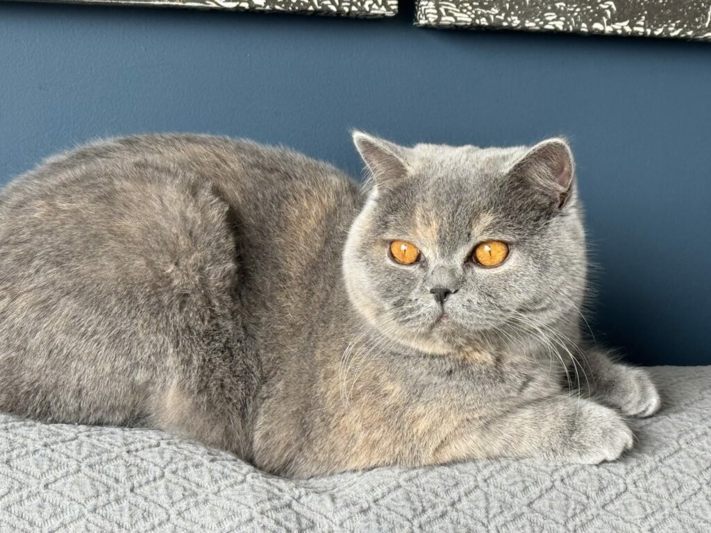 Photo Apple Pie British Shorthair Bleu tortie