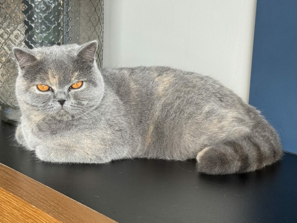 Photo Apple Pie British Shorthair Bleu