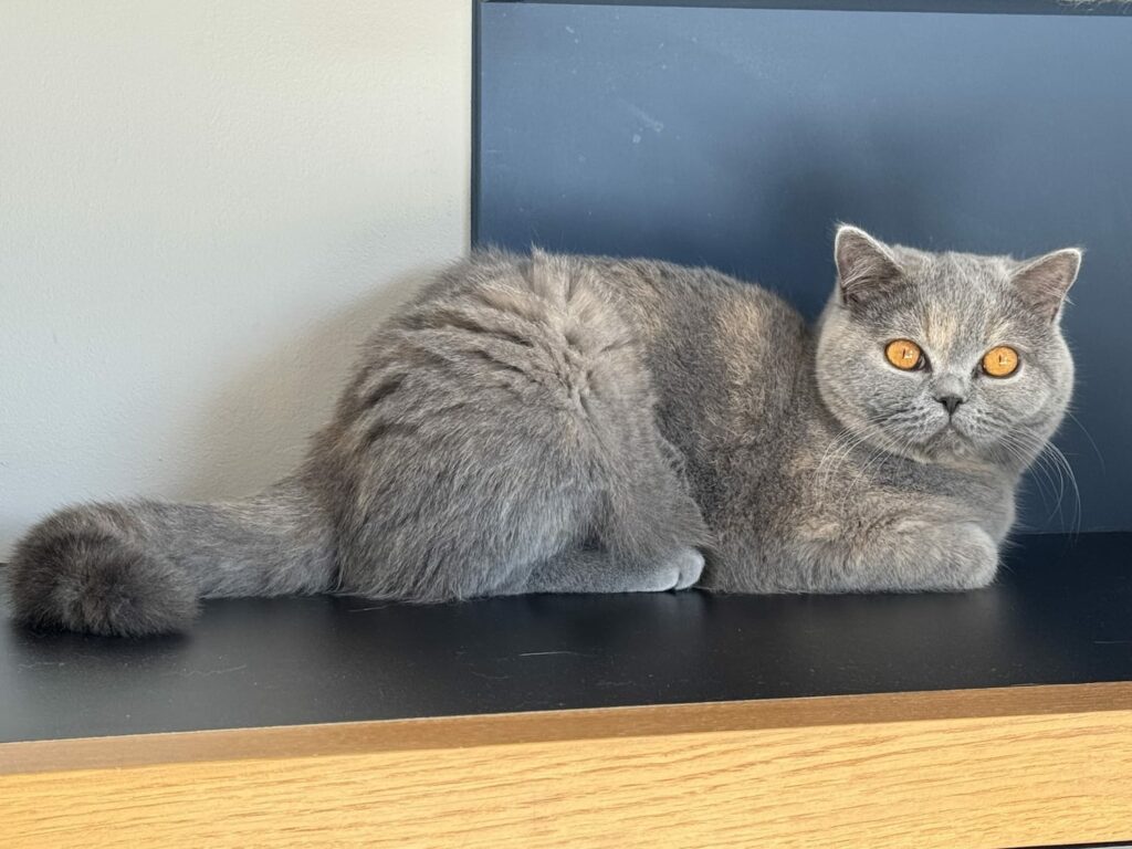 Photo Apple Pie Shorthair Bleu