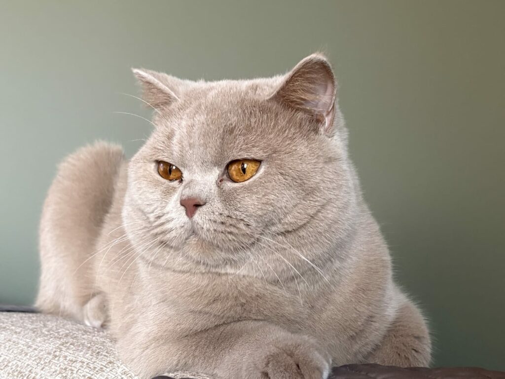 Photo de Kobe - British Shorthair