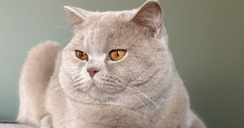 Kobe Bryant Onlycat