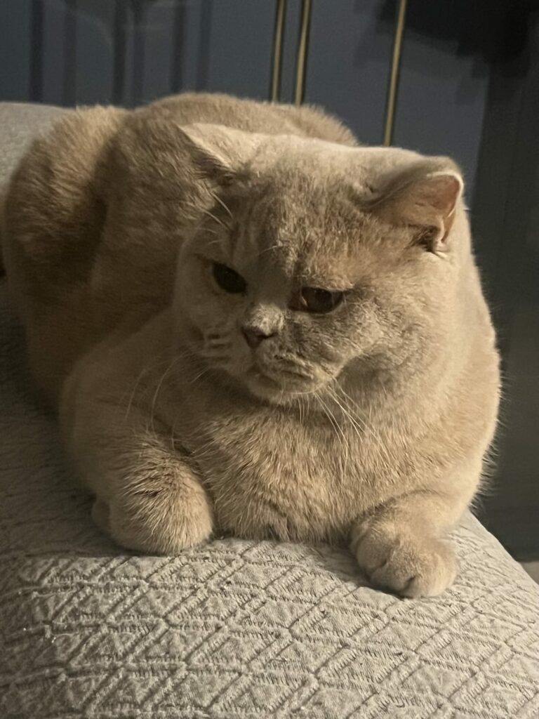 Photo de Kobe - British Shorthair
