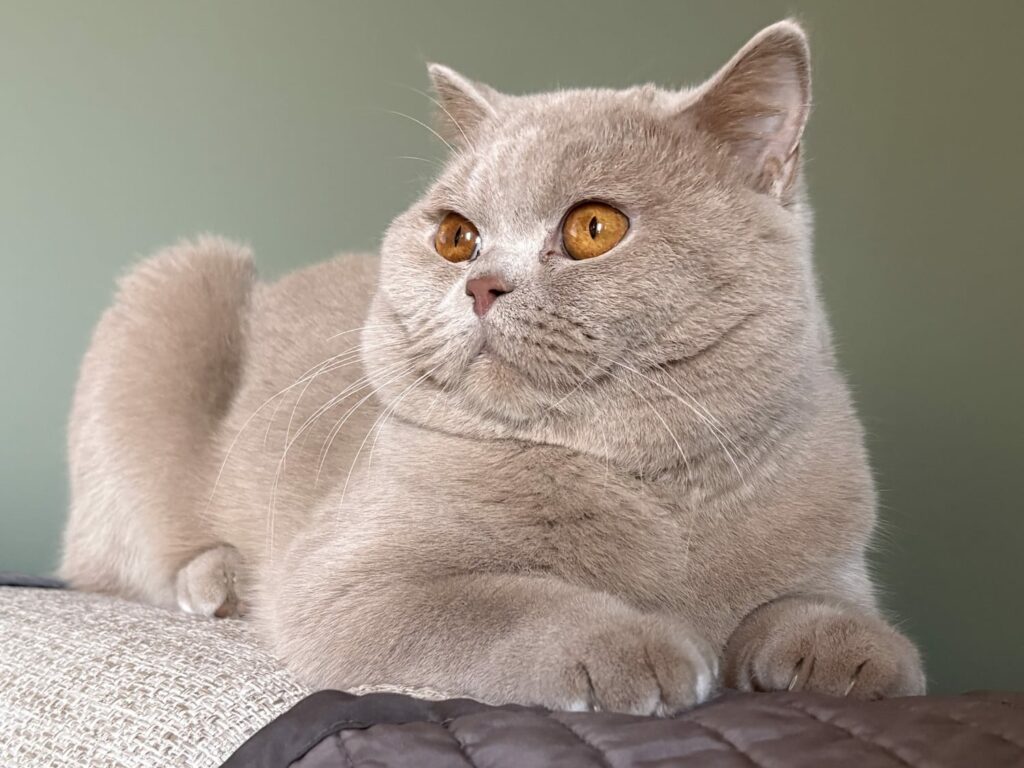 Photo de Kobe - British Shorthair